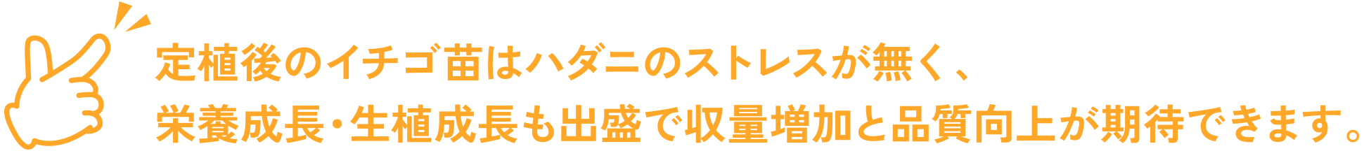 定植後のイチゴ苗はハダニのストレスが無く、栄養成長・生植成長も出盛で収量増加と品質向上が期待できます。